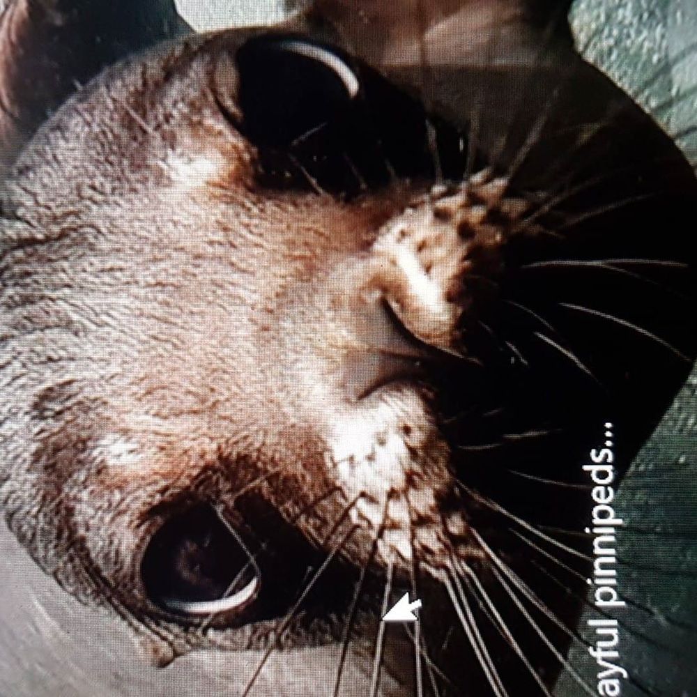 Meet your Posher, Bradford